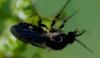 357258 – Photo : Jean-Louis Pelouard – France (05)